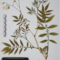 CIP 761164_OCHS 11007_05.jpg