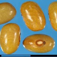 G51323E seed.jpg