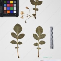 CIP 761474_OCH 13019_03.jpg