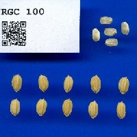 IRGC 100 Seed Photo