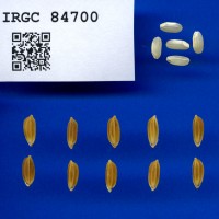 IRGC 84700 Seed Photo
