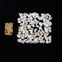 Popped and not popped comparison.jpg