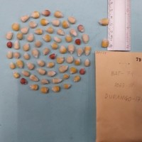 CIMMYTMA 7973 - Reference inventory.jpg