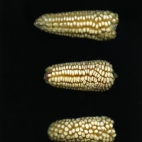 CIMMYTMA 26899 TLAX 350 TC24U-2903-71 E.jpg