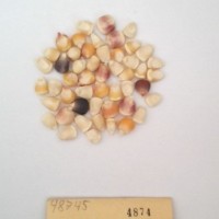 CIMMYTMA 4874 - Reference Inventory.jpg