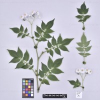 CIP 762933_SSTS 7314_nwb_H(i).jpg