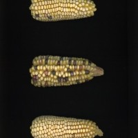 CIMMYTMA 19826 DURA 264 BA22U-2903-1 E1.jpg