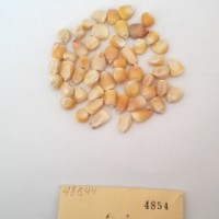 CIMMYTMA 4854 - Reference Inventory.jpg
