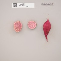 CIP 420152 (root).jpg