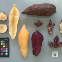 CIP 205012 (root).jpg