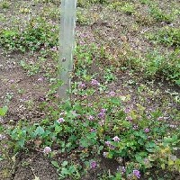 102403(Trifolium baccarinii839).jpg