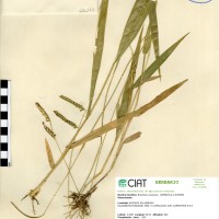 26175 herbarium
