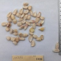 CIMMYTMA 1439 - Reference Inventory.jpg