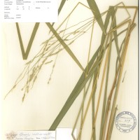 IRGC 100973 Herbarium
