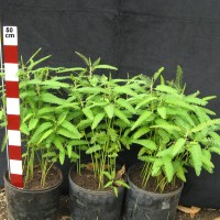 17800 plant
