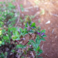 Trifolium tembense 7727 flower (2).JPG