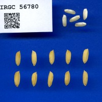 IRGC 56780 Seed Photo