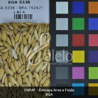 BRA00004058-4.JPG