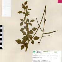 24174 herbarium