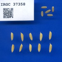 IRGC 37358 Seed Photo