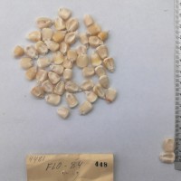 CIMMYTMA 448 - Reference Inventory.jpg