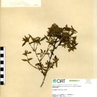 196 herbarium