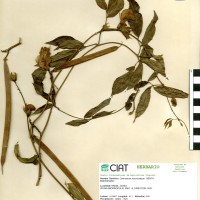15296 herbarium