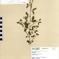 9655 herbarium