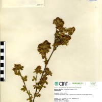 11540 herbarium