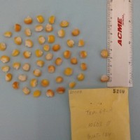 CIMMYTMA 5200 - Reference Inventory.jpg