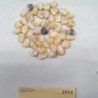 CIMMYTMA 3666 - Reference Inventory.jpg