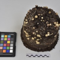 CIP760471_HHA 6662_Tb.JPG