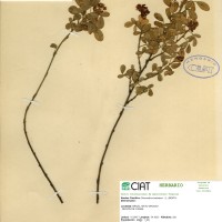 3419 herbarium