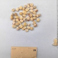 CIMMYTMA 93 - Reference Inventory.jpg