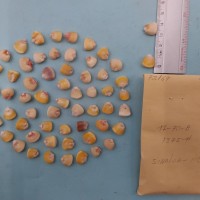 CIMMYTMA 7216 - Reference inventory.jpg