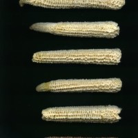 CIMMYTMA 400 CHIH 73 GD21B-6903-104 C.jpg