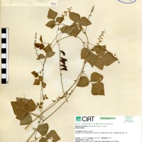 8968 herbarium