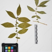 CIP 765722_RPSP 034_13.jpg