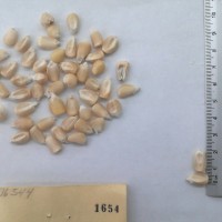 CIMMYTMA 1654 - Reference Inventory.jpg