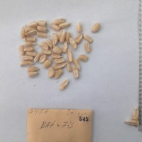 CIMMYTMA 545 - Reference Inventory.jpg