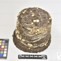 CIP 765791_RPSP 113_bhk_Tb.jpg