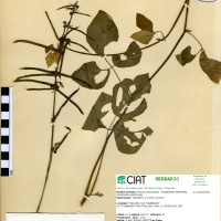 17292 herbarium