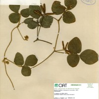 17512 herbarium