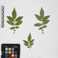 CIP 765691_RPSP 002_11.jpg