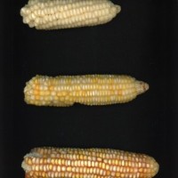 CIMMYTMA 19021 PAZM 04001 AF17A-0903-113 E.jpg