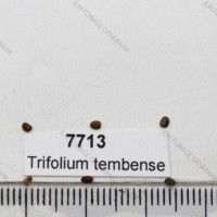 7713_Seed.jpg