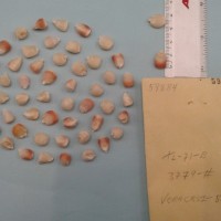 CIMMYTMA 5988 - Reference Inventory.jpg