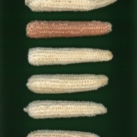 CIMMYTMA 275 GUAN 86 PV22A-1903-138 C1750 _compress.jpg