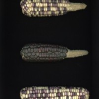 CIMMYTMA 18883 NAYA 46 AF23A-0903-164 E.jpg