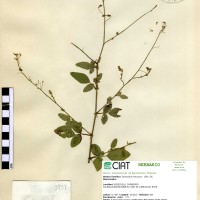 3939 herbarium